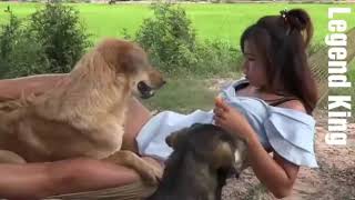 Beautiful girl breeds of dogs  movies Köpeklerini besleyen küçük kız seksi