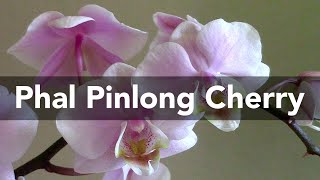 Orchid spotlight: Phalaenopsis Pinlong Cherry – fragrant, mottled leaves