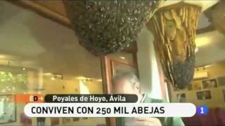 Abejas del Valle en España Directo La 1    7 junio 2011