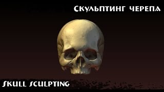 Skull sculpting in Blender / Скульптинг черепа в Blender
