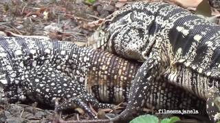 Sequência do acasalamento de lagarto teiú