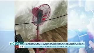 Hasta tres laboratorios de marihuana hidropónica por mes se desarman del país