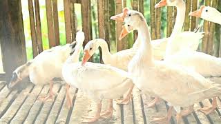 BERKUNJUNG MELIHAT BEBEK & ANGSA YANG BUTUH PERHATIAN.
