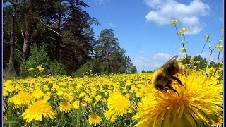 ОДУВАНЧИК ЗОЛОТОЙ (DANDELION)