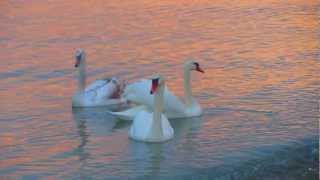 Лебеди в Бургас / Swans in Burgas