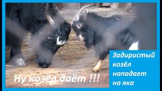 ЗАДИРИСТЫЙ КОЗЁЛ нападает на яка. Ну козёл даёт !!!
