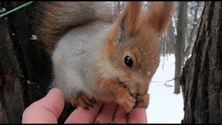 Спустя три месяца дикий бельчонок сел мне на ладонь / The squirrel sat on the palm of his hand