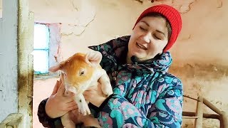 ОБЗОР НАШЕГО ХОЗЯЙСТВА! ДОЙКА КОРОВ ПО НОВОМУ!Melasty fixed milking system.