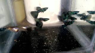 Moscow green HD Guppy