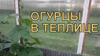 Выращивание ОГУРЦОВ в ТЕПЛИЦЕ. ПОЛИВ, ПОДКОРМКИ, УСЛОВИЯ роста
