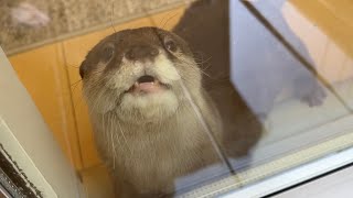 窓掃除してたら窓の向こう側からカワウソが応援してくれた 笑 I cleaned the windows and the otter cheered me up. lol