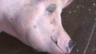 Pig Sleeping And Dreaming_Close Up Side View_at Animal Acres