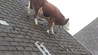 Cow Intelligence & ability. Smart cattle.