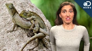 Why Lizard Penises Evolve So Fast