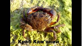 Рослини і Тварини Червоної Книги