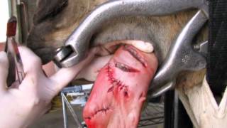 Horse Cruelty Video