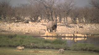 Etosha Park Rhino is chasing lions 01.10.2010
