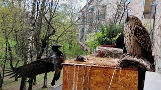 Сова Ёль и Ворона Тоторо. У нас так много вкусного!