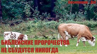 БИБЛЕЙСКИЕ ПРОРОЧЕСТВА НЕ СБУДУТСЯ НИКОГДА