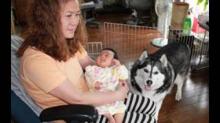 huskys and grandchild 　孫　赤ちゃんとハスキー　хриплый