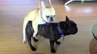 Female dog Humping Male dog / French Bulldog