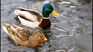 ДИЧЬ КАК ОЩИПАТЬ УТКУ ОТ ПЕРЬЕВ