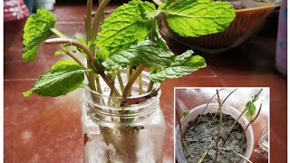 पुदिना उगाये पानी और मिट्टी दोनो मे बहुत आसानी से.....How to grow Pudina in Water &Soil