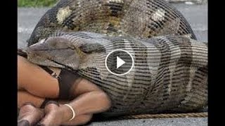 Giant Snake Eat Girl || Real Or Fake ?- Horrified To Realize Things In The Belly Of The Giant Snake