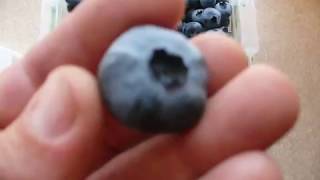 голубика сорт Чандлер ягоды Гиганты. blueberry chandler