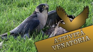 Rotella (AP) - La Falconeria