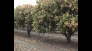 XLV Farm