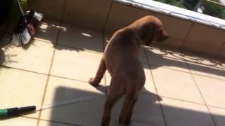 Labrador retriever plays with water..
