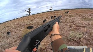 Western pig hunt 2018