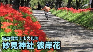 【岐阜県郡上市】大和町　妙見神社　彼岸花