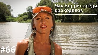 Чак Норрис среди крокодилов // Всё как у зверей #66