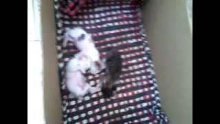 MY MAKULIT BABY!!!....