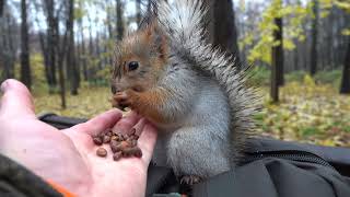 Неопознанная ручная белка / Unidentified pet squirrel