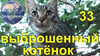 Брошенный котёнок. Тридцать третий день. Документальный сериал про бездомных котят.