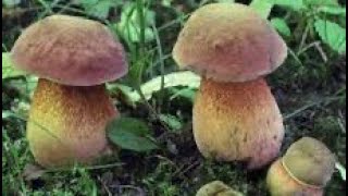 Грибы в лесу-дубовики.Boletus luridus