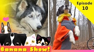 Siberian huskies talking! Camping in the SNOW | Banana the Talking Dog Show Ep: 10