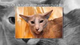 GCCF Supreme Cat Show 2011 - Winners