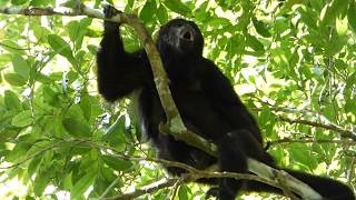 Singes hurleurs