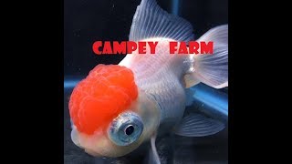 RANCHUS , CABEZA DE LEON Y RANCHU CIEGO  de Campey Farm