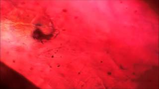 Lead Glass Filled Ruby under the Microscope