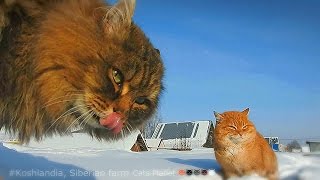 #2 Cat Rap Battle, Koshlandia, Вторая камера Кошачий Рэп Баттл 17 января 2017