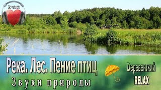 Река. Лес. Пение птиц ✿ ЛЕТО ✿ 2 часа ✿ Dеревенsкий RELAX