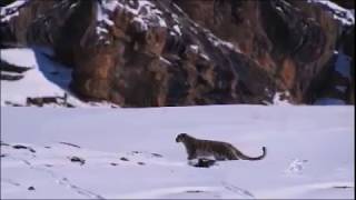 Kar Leoparının Vahşi Dağ Keçisini Avlaması