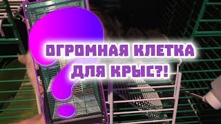 ОГРОМНАЯ КЛЕТКА ДЛЯ КРЫС! ZOOMARK ZY 72! ОБЗОР!
