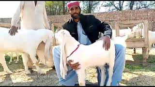 Wazir Bugti| Gulabi breeder Expo 2020|Documentary