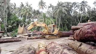 Logging  Solomon  Island. Mr Soon..